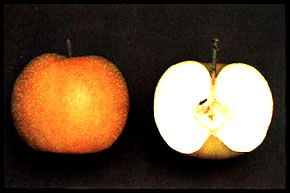 apfelbirne
