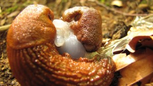 Schnecken mit Nachbarin