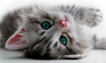 Founded in 1997, Kitten Rescue is a Los Angeles-based no-kill animal rescue organization dedicated to the rescue, rehabilitation and rehoming of homeless and abandoned cats and kittens. Each year, our network of over 100 volunteer foster homes rescue and adopt out nearly 1,000 cats. Many of our rescues come from high-kill city and county shelters, where less than one in three impounded cats make it out alive. Every one of our rescues is spayed/neutered, tested for leukemia and FIV, vaccinated and microchipped prior to adoption. This cat family resides in their own special room at the Kitten Rescue Sanctuary, a private shelter and sanctuary facility that houses around 100 cats in a cage-free setting.