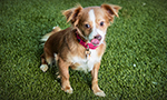 Animal Wellness Foundation is a non-profit (501c3) animal rescue based in California. Combining top-notch medical care with compassionate animal rescue, they provide homeless pets the best chance at happily ever after.

Animal Wellness Foundation emerged from the trenches of the veterinary hospital Animal Wellness Centers in Marina del Rey, CA. Their goal is simple: to keep companions in their loving homes by assisting low-income families with medical expenses while also finding forever homes for lost, abandoned, and neglected animals.

All animals on the Animal Wellness Cam were previously in danger of being euthanized at a local Los Angeles animal shelter, or were formerly abandoned to the streets. Each year 4 million animals are killed in shelters in the U.S. alone - that’s over 10,000 animals per day. All the animals featured here are available for adoption. 