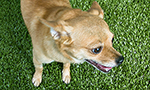 Animal Wellness Foundation is a non-profit (501c3) animal rescue based in California. Combining top-notch medical care with compassionate animal rescue, they provide homeless pets the best chance at happily ever after.

Animal Wellness Foundation emerged from the trenches of the veterinary hospital Animal Wellness Centers in Marina del Rey, CA. Their goal is simple: to keep companions in their loving homes by assisting low-income families with medical expenses while also finding forever homes for lost, abandoned, and neglected animals.

All animals on the Animal Wellness Cam were previously in danger of being euthanized at a local Los Angeles animal shelter, or were formerly abandoned to the streets. Each year 4 million animals are killed in shelters in the U.S. alone - that’s over 10,000 animals per day. All the animals featured here are available for adoption.