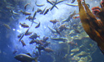 Related Links
· Aquarium of the Pacific

The Tropical Reef Habitat is the Aquarium's largest exhibit, containing 350,000 gallons of water and over 1,000 animals. This exhibit represents the famous Blue Corner off the coast of Palau. This area, lush and abundant with life, is considered one of the most beautiful diverse sites in the world. You may catch a diver on cam cleaning the exhibit or feeding the fish. Most divers are volunteers, donating their time to clean the exhibit, and feed the animals.