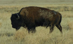 Bison are the largest indigenous land mammal on the North American continent. Considered a keystone species, these wooly herbivores helped shaped the ecology of the Great Plains today. At least 80% of Canada's native prairie has been lost, yet at Grasslands National Park there is a flourishing herd of plains bison that freely roam their native prairie. 

Three web cams have been installed in the West Block of Grasslands National Park near the watering hole and Ecotour Black Tailed Prairie Dog Colony.  These cameras will provide insight into the daily life of the plains bison, the black-tailed prairie dogs and other predatory animals. A prescribed burn was completed in April to help with the greening process of the prairie grasses to attract bison to the watering hole area.

Grasslands National Park is home to a unique blend of prairie-adapted common and endangered species from the Pronghorn Antelope, Sage Grouse, Burrowing Owl, and Ferruginous Hawk to the Prairie Rattlesnake and Greater Short-horned Lizard. Grasslands and the area immediately around the park are the only places in Canada where Black-tailed Prairie Dogs and Black-footed Ferrets exist in their native habitat.

Parks Canada's Mandate:

On behalf of the people of Canada, we protect and present nationally significant examples of Canada's natural and cultural heritage and foster public understanding, appreciation and enjoyment in ways that ensure their ecological and commemorative integrity for present and future generations.

Parks Canada works to ensure Canada’s historic and natural heritage is protected and, through a network of 44 national parks, 167 national historic sites, and four national marine conservation areas, invites Canadians and people around the world to engage in personal moments of inspiring discovery at our treasured natural and historic places.
