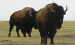Bison are the largest indigenous land mammal on the North American continent. Considered a keystone species, these wooly herbivores helped shaped the ecology of the Great Plains today. At least 80% of Canada's native prairie has been lost, yet at Grasslands National Park there is a flourishing herd of plains bison that freely roam their native prairie. 
Three web cams have been installed in the West Block of Grasslands National Park near the watering hole and Ecotour Black Tailed Prairie Dog Colony.  These cameras will provide insight into the daily life of the plains bison, the black-tailed prairie dogs and other predatory animals. A prescribed burn was completed in April to help with the greening process of the prairie grasses to attract bison to the watering hole area.

Grasslands National Park is home to a unique blend of prairie-adapted common and endangered species from the Pronghorn Antelope, Sage Grouse, Burrowing Owl, and Ferruginous Hawk to the Prairie Rattlesnake and Greater Short-horned Lizard. Grasslands and the area immediately around the park are the only places in Canada where Black-tailed Prairie Dogs and Black-footed Ferrets exist in their native habitat.

Parks Canada's Mandate:

On behalf of the people of Canada, we protect and present nationally significant examples of Canada's natural and cultural heritage and foster public understanding, appreciation and enjoyment in ways that ensure their ecological and commemorative integrity for present and future generations.

Parks Canada works to ensure Canada’s historic and natural heritage is protected and, through a network of 44 national parks, 167 national historic sites, and four national marine conservation areas, invites Canadians and people around the world to engage in personal moments of inspiring discovery at our treasured natural and historic places.
