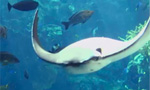 Related Links
· Aquarium of the Pacific

This 142,000-gallon, three-story high exhibit stands at the end of the Aquarium’s Great Hall of the Pacific and features ocean inhabitants found off the coast of Catalina Island. 