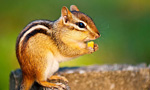 Along a mountain ridge in Colorado, view life on the log with three species of chipmunks, two species of squirrel, and the occasional fox, deer, bear, antelope, and various bird species. Recognized for their pudgy cheeks, big glossy eyes, striped fur and bushy tails, Chipmunks are the smallest members of the squirrel family. They feed on insects, nuts, berries, seeds and grains, generally gathering food in areas with rocks and logs so they can hide from predators like hawks, foxes, coyotes, weasels and snakes. Chipmunks hibernate, but instead of storing fat, they stuff food into their cheek pouches and carry the food to their burrows to store it for the winter.

All but one of the 25 chipmunk species are found in North America. Colorado chipmunks are large and reddish-brown with a distinct black central dorsal stripe. They occupy rocky, broken terrain in open woodlands and shrub lands, mostly living in foothills and canyons.