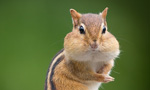 Along a mountain ridge in Colorado, view life on the log with three species of chipmunks, two species of squirrel, and the occasional fox, deer, bear, antelope, and various bird species. Recognized for their pudgy cheeks, big glossy eyes, striped fur and bushy tails, Chipmunks are the smallest members of the squirrel family. They feed on insects, nuts, berries, seeds and grains, generally gathering food in areas with rocks and logs so they can hide from predators like hawks, foxes, coyotes, weasels and snakes. Chipmunks hibernate, but instead of storing fat, they stuff food into their cheek pouches and carry the food to their burrows to store it for the winter. 

All but one of the 25 chipmunk species are found in North America. Colorado chipmunks are large and reddish-brown with a distinct black central dorsal stripe. They occupy rocky, broken terrain in open woodlands and shrub lands, mostly living in foothills and canyons.