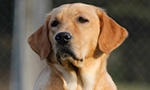 Meet Maya, a yellow lab/golden retriever mix. She is 2 1/2 years old, and this is her first litter of future service dogs. ECAD chose Maya for her stable temperament, ability to adjust to change, calm demeanor, and willingness to please. The father of this litter is Spenser, a stud dog from Guide Dogs for the Blind.  Spenser has a calm demeanor and is highly adaptable, which are crucial characteristics for a well-bred service dog. ECAD has used Spenser as a stud in the past, and so far 100% of his offspring have or will go on to work as service or therapy animals.

ECAD breeds and trains Assistance Dogs for clients with a wide variety of disabilities and needs. Our dogs are taught to retrieve items, open doors, activate light switches, pull wheelchairs, balance, brace, and perform many other highly specialized tasks through the ECADemy© training program. 

Project HEAL© is a program offered by ECAD that honors and empowers Wounded Warriors by providing specially trained Service Dogs to increase independence and make a difference in their lives.

Our Project HEAL© Service Dogs are individually trained by at-risk teens in our ECADemy© program. These specially trained dogs pick up dropped objects, open and close doors, open refrigerators, pull wheelchairs, prevent overcrowding in public, interrupt nightmares and flashbacks, remind to take meds, warn of approaching strangers and reduce anxiety and stress, all the while providing unconditional love and comfort. ECAD does not charge our Wounded Warriors for these very special Service Dogs. 