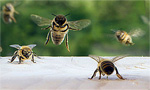 Related Links
· HOneyBee Online Studies
· Beekeepers School
· The swarm Exchange

Take an intimate look a life of a beehive. This live camera is situated at one of the hive entrances where a constant stream of Carniolan honey bees flows by.  Building their communal home inside a large hollow log, the colony is located in the town of Waal in Bavaria, Germany.