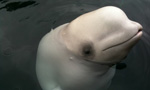 Related Links
· Sea North Tours
· The Port of Churchill
· Parks Canada - English
· Parks Canada - French

Every year after the ice breaks up on Hudson Bay, thousands of beluga whales migrate to the warmer waters of the Churchill River. We affixed two cams to a boat so now you watch them feed, mate and swim with their calves a few hours Monday - Friday. Times depend on weather and tides.
This project is made possible with the help of Polar Bears International, Frontiers North Adventures and Sea North Tours, and the dedication of your trusty captain Neil.