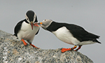 Best Viewing Hours5am - 9pm ET
Learn More & Get Involved
· Join Audubon
· Subscribe to Audubon Wingspan 
· Learn about our Audubon Camp 
· Adopt-A-Puffin
· Project Puffin Visitor Center
· Puffin Watching Tour
The Boulder Berm is a maze of granite boulders and rock crevices forming excellent habitat for Atlantic Puffins nesting at the Seal Island Sanctuary, over 20 miles off the coast of Maine. Most puffins outside of Maine nest in soil burrows dug by their beak and clawed, webbed feet, but with the shallow soil, the best habitat is beneath these massive rocks. 

The view you see from this cam is composed of glacially deposited boulders, scraped, smoothed, and dropped onto Seal Island when the last continental glacier retreated from Maine about 10,000 years ago. Along the shoreline of Seal Island, winter storms have washed away the soil and wave action has piled up the boulders along the shoreline; strong storm will still shift the boulders into new configurations.  The Puffin Burrow Cam resides in this terrain; while the Boulder Berm camera gives you an above ground view of an essential puffin colony.

When Project Puffin brought puffin chicks from Newfoundland to Seal Island (1984-1988), the chicks were raised in sod burrows and then released.  Upon their return to Seal Island eight years later (1992), they chose the boulder berm habitat as their first nesting place. This area has grown to over 100 nesting pairs within the original habitat, and is now the densest puffin community on the island. 

Today, ocean levels are increasing in response to melting glacial ice at Earth’s pole. This may eventually flood some of the puffin burrows on Seal Island, especially during extreme tides and storm surges. Project Puffin has already documented such flooding and begun placing decoys to encourage new pairs of puffins to nest at higher ground.</span