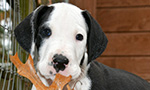 Best Viewing Hours24/7
Learn More & Get Involved
· Service Dog Project
Welcome to the "T-tent," or the Service Dog Project's outdoor office. Here you can watch the Danes train, play, and lounge. Keep an eye out for Megan and the danes embarking on their occasional "Megan March," or a stroll around the property with all of the pups. When the weather is nice, you might also catch an outdoor spoon-feeding! 
Service Dog Project puppies will eventually be placed with people who have Multiple Sclerosis, individuals with Friedreich’s ataxia, and veterans with disabilities. Each dog receives extensive training for balance, and once a dog is paired with an applicant, the dog is uniquely trained to suit the recipient’s needs.