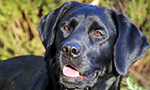 Anna is a sweet and loving four-year-old black Lab from the Guide Dog Foundation in New York. The sire of this litter is a yellow Lab named Barrett. After early training with the students of Bergin University, all but one of Anna's pups will be returned to the Guide Dog Foundation or their sister organization, America Vet Dogs, to be trained as guide dogs for the visually impaired or service dogs for a wounded warrior.

Bergin University of Canine Studies is accredited by ACICS (a nationally recognized accrediting agency by the US Dept. of Ed) to award Associate of Science, Bachelor of Science, and Master of Science degrees. This is the place where new ideas in canine studies and research appear, educated dog trainers are produced, service dogs are matched with clients with physical disabilities and veterans with combat-related issues, and therapeutic programs for veterans, at-risk youth, and prisoners are born.
