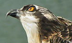 Best Viewing Hours24/7 Tune in even at night and check out the infrared view!
Learn More & Get Involved

· Subscribe to Audubon Wingspan 
· Learn about our Audubon Camp 
· Adopt-A-Puffin
· Project Puffin Visitor Center
· Puffin Watching Tour
This Osprey nest is perched atop a 30 foot tower located at the Audubon Camp in Maine on Hog Island. Ospreys are the only birds of prey that rely almost entirely on fish, so they nest and raise their chicks near water.  They return to Hog Island each year in early April after wintering in South America.
The Hog Island ospreys laid the first of their three eggs on April 26, and incubation time is 35-42 days. The female (recognized by the heavy striped pattern on her breast) does most of the incubation and the male often feeds her at the nest.
After the eggs hatch, the parents brood the chicks, protecting them from extreme weather and predators.  They are very diligent parents, never leaving the chicks unprotected - even at night when Great Horned Owls might threaten the chicks. The parents are great providers of fish, hovering 30-100 feet above the sea, before plunging feet first under water, snagging the fish with their sharp talons.  About fifty days after hatching, the young start exercising their wings in the nest and take their first practice flights from the nest. In early September, the young will begin their solo journey From Maine south along the Atlantic Flyway, passing through the Caribbean to winter in South America as far south as Chile.