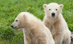 Best Viewing Hours8am - 10am ET (2-4pm CET)
Take Action with Polar Bears International
· My Planet, My Part 
· Educational Materials
· Adopt a Polar Bear 
· How to Help
Family Reunion! Siku and his siblings have been successfully introduced and will be living together from now on! Tune in to the SWP cam to watch Siku, Ilka, and the Twins from 8:00am - 10:00am Eastern Time.