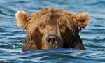 Learn More & Get Involved
· Katmai National Park and Preserve
Mounted on the floating bridge over Brooks River, these cams provide an unprecedented view of migrating salmon and bears "snorkeling" for them, both above and below the water.