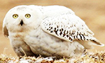 Snowy Owls breed only in the Arctic. Adult males are almost pure white and females white with dark brown bars and spots (mottling). They build their nests on the ground, preferring high points such as mounds to watch for predators.

Only females incubate eggs, care for and feed the young. Her color pattern enhances her camouflage, making her difficult to see on the nest. Males provide food to the female during the nest period. Males also defend the chicks from predators and researchers. Females occasionally engage in attacks, but their nest defense duties are different,more passive with screaming and distraction displays.

Our nest is located in Barrow, Alaska and is part of the Owl Research Institute’s long-term study on Snowy Owl and Brown Lemming Breeding Ecology (now entering the 22nd year). With 24 hours of sunlight in the arctic this time of year, you can tune in any time day or night to watch the nest!

This study is one a few long-term research projects on this species, now in its 23rd year.
