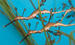 Related Links
· Aquarium of the Pacific

Weedy seadragons are found only in Australian coastal waters where they are most commonly found in a thin strip of shallow water along the coastline. Although they appear to be seaweed when drifting in the water column almost motionless, weedy seadragons are actually bony fish. They are related to seahorses, pipefish, and seamoths.