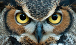 A powerful and adaptable bird of prey, the Great Horned Owl has the most extensive range, the widest prey base and the most variable nesting sites of any American owl.

Its large yellow eyes, pronounced ear tufts, and white bib distinguish the Great Horned Owl from related species, especially once its unmistakable multi-tone hoot is heard.

Silently gliding from perch to perch, the Great Horned Owl hunts easily after dark. While perched and ready to pounce, the Great Horned Owl is robustly equipped with excellent eyesight, the ability to swivel its head more than 180 degrees, and an acute sense of hearing to locate its prey.  

Regularly consuming small mammals, Great Horned Owls are also known to eat fish and even large prey such as other owls or raptorial birds. 