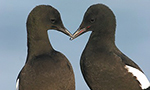 Best Viewing Hours24/7
Learn More & Get Involved
· Join Audubon
· Subscribe to Audubon Wingspan 
· Learn about our Audubon Camp 
· Adopt-A-Puffin
· Project Puffin Visitor Center
· Puffin Watching Tour
Welcome to the Guillemot Burrow cam at Seal Island NWR – the only one like in the world. Black Guillemots, like their puffin cousins, spend their life at sea, coming to land each year to nest in rock crevices and shallow burrows. But unlike puffins, Maine guillemots usually lay two eggs to the puffins’ one. It takes about 32 days for the little black guillemot chick to hatch, and within a day can scramble about in the burrow. The parents feed their chicks ribbon-like rock eels and other bottom dwelling fish, captured by the auks in dives of nearly 70 feet deep. The proximity and reliability of fish near Seal Island allow the guillemots to increase their egg viability; in contrast, puffins may carry their food from favored fishing areas 20 miles or more from the nesting island.</span