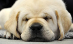 Meet Olive's second Honor Litter, born June 10th, 2015. The puppies' father is Rogue, who is also sire of the 2013 Honor Litter.

The puppies will train for very important work – helping to heal the invisible wounds of our Nation’s Combat Veterans. Recovering Service Members at Walter Reed National Military Medical Center, the National Intrepid Center of Excellence, and other facilities serving injured veterans are engaged in the critical task of socializing the pups through puppy petting.

When the pups are around 8 old, Temple will travel to Maryland to whelp her litter. Then, she and half of the puppies will head back to Arizona to be trained as service dogs with Power Paws. The other half of the puppies will continue on at WCC to embark on their journey of helping wounded Warriors reconnect with life, their families, their communities, and each other.