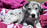Best Viewing Hours24/7
Learn More & Get Involved
· Service Dog Project
Meet the new litter of Great Dane puppies born at the Service Dog Project. Located in Ipswich, Massachusetts, the Service Dog Project rests on a 12-acre property with heated kennels, fields, and a large arena. These areas provide the necessary space to raise the dogs from birth to graduation, and even back for retirement if needed.
Service puppies will eventually be placed with people who have Multiple Sclerosis, individuals with Friedreich’s ataxia, and veterans with disabilities. Each dog receives extensive training for balance, and once a dog is paired with an applicant, the dog is uniquely trained to suit the recipient’s needs.