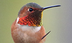 Learn More & Get Involved
· Ivy Hummingbird
Hedera - Heddy for short - is an Allen’s Hummingbird nesting outside a home in the San Fernando Valley near Los Angeles, CA. She’s caring for her two young chicks amongst the ivy on a bottlebrush tree, a favorite nesting site of several female Allen’s Hummingbirds over the years. In fact, Hedera Helix is the Latin name for the ivy she nests in. A female Allen’s Hummingbird will build a nest, protect her eggs, and feed her babies all by herself. After incubating her eggs for about 17 days, she’ll nourish her chicks on a diet of flower nectar and small insects, until they fledge at 22-28 days old. Heddy, like most adult Allen’s Hummingbirds, is roughly 3.5 inches in length and weighs about 3 grams. Her nest is the size of a golfball, built with bits of plant material held together with spider silk, which stretches as the babies grow. We invite you into their tiny, fragile home to witness the beauty as the family grows.
