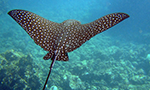 Learn More & Get Involved
· Teens4Oceans
The Cayman Islands camera is situated just inside the fringe reef on Grand Cayman’s East End. It’s panning tour includes views of a coral that serves as a cleaning station for fish and cleaner shrimp as well as various projects undertaken by Teens4Oceans students and partner researchers.
