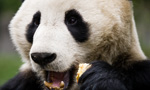 Best Viewing Hours4:00pm - 12:00am PT / 8:00am - 4:00pm CT 
Learn More & Get Involved
· Wolong National Nature Reserve 
· Volunteer Opportunities 
· Key Facts
Welcome to the Gengda Wolong Panda Center! The center is located in the Gengda Xingfu Valley, the heart of the Wolong Nature Reserve and home to wild Giant Pandas. Its mountains serve as a beautiful backdrop for the reserve.

The panda you are watching is in Wolong Grove, named in honor of the original Wolong Center, which was devastated in a 2008 earthquake. The Center’s years of preparation ensure that every new habitat in the reserve provides a healthy, natural environment for the pandas. Reforestation and bamboo planting have been successful and will continue in the future. 

Our partners at Pandas International will stop by to answer questions, so please post them in the comments section.
