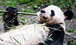 Best Viewing Hours4:00pm - 12:00am PT / 8:00am - 4:00pm CT 
Learn More & Get Involved
· Wolong National Nature Reserve 
· Volunteer Opportunities 
· Key Facts
Welcome to the Gengda Wolong Panda Center! The center is located in the Gengda Xingfu Valley, the heart of the Wolong Nature Reserve and home to wild Giant Pandas. Its mountains serve as a beautiful backdrop for the reserve.

You’re watching panda toddlers in the Happiness Village yard, named in honor of Xingfucun, one of many villages devastated in a 2008 earthquake. The Center’s years of preparation ensure that every new habitat in the reserve provides a healthy, natural environment for the pandas. Reforestation and bamboo planting have been successful and will continue in the future.

Our partners at Pandas International will stop by to answer questions, so please post them in the comments section.
