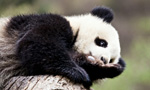 Best Viewing Hours4:00pm - 12:00am PT / 8:00am - 4:00pm CT 
Learn More & Get Involved
· Wolong National Nature Reserve 
· Volunteer Opportunities 
· Key Facts
Welcome to the Gengda Wolong Panda Center! It is located in the Gengda Xingfu Valley, the heart of the Wolong Nature Reserve, and home to wild Giant Pandas. Its mountains serve as a beautiful backdrop for the reserve.

You’re watching the Dragon Pond yard cam, named in honor of Longtancun, one of the many villages devastated in a 1980 earthquake. The Panda Center’s years of preparation ensure that every new habitat in the reserve provides a healthy, natural environment for the pandas. Reforestation and bamboo planting have been successful and will continue in the future.

Our partners at Pandas International will stop by to answer questions, so please post them in the comments section.
