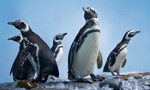 Related Links
· Aquarium of the Pacific

The above water view of the exhibit features Magellanic penguins, some of which were rescued from Brazil where they were stranded outside their native habitat. The penguins join the Aquarium’s collection of more than 11,000 animals in the institution’s fifty exhibits representing the diversity of the Pacific Ocean.