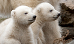Best Viewing Hours11:00am - 6:00pm CST
Learn More & Get Involved
· My Planet, My Part
· Educational Materials 
· Adopt a Polar Bear 
· How to Help
Two new cubs romp and play in their tundra exhibit at the Ouwehand Zoo in Rhenen, Netherlands, watched by their attentive mother Freedom. These adorable twins were born in November and will get names once their gender is confirmed. The little ambassadors for their species help inspire people to reduce their carbon footprint. Freedom's mother, Huggie, is also featured at the exhibit.

The Ouwehand Zoo is part of the Polar Bears International (PBI) network of Arctic Ambassador Centers, which provide leadership for greenhouse gas reductions in their communities.