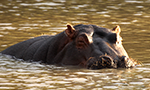 Learn More & Get Involved
· Mpala Research Centre & Mpala Wildlife Foundation
This cam pans about 120 degrees from the fever trees just to the left of the hippo pool all the way upriver to “Basking Beach.” The view overlaps with that of the African River Wildlife Camera, but with a lower angle.