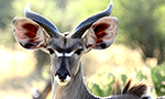 Learn More & Get Involved
· Mpala Research Centre & Mpala Wildlife Foundation
This infrared cam has a fixed 30-degree view of the main beach at the hippo pool.