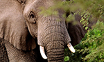 Learn More & Get Involved
· Mpala Research Centre & Mpala Wildlife Foundation
This cam pans about 120 degrees from the fever trees just to the left of the hippo pool all the way upriver to “Basking Beach.” The view overlaps with that of the African River Wildlife Camera.