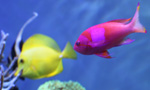 Related Links
· Aquarium of the Pacific

Considered by many to be among the most beautiful in the world, Palau’s waters contain an incredible diversity of coral, fish, and other colorful marine life. This Live Cam represents the beautiful marine life you would find off the coast of Palau, including several fish that have the unique ability to switch sexes such as the wrasse and anthias. In most such species, individuals begin as females and develop into males. These males then typically change color and shape, and assume a dominant role in the local social structures of the species.