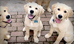 Temple is a yellow Labrador from Power Paws Assistance Dogs, specially bred with Stanley, a black Lab from WCC’s Honor Litter.

The puppies will train for very important work – helping to heal the invisible wounds of our Nation’s Combat Veterans. Recovering Service Members at Walter Reed National Military Medical Center, the National Intrepid Center of Excellence, and other facilities serving injured veterans are engaged in the critical task of socializing the pups through puppy petting.

When the pups are around 8 old, Temple will travel to Maryland to whelp her litter. Then, she and half of the puppies will head back to Arizona to be trained as service dogs with Power Paws. The other half of the puppies will continue on at WCC to embark on their journey of helping wounded Warriors reconnect with life, their families, their communities, and each other.