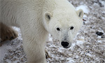 Best Viewing Hours7:30am - 4:30pm CT
Learn More & Get Involved

· Polar Bears International
· Save Our Sea Ice 
· Adopt a Polar Bear 
· See Polar Bears in the Wild

Join us on a virtual trip on a Tundra Buggy to see the polar bear migration near Churchill, Manitoba with Polar Bears International and Frontiers North Adventures.

Every Fall, Churchill’s polar bears gather along the shores of Hudson Bay to wait for the ice to form so they can return to their seal-hunting grounds. During that time, they’re in a state known as walking hibernation. But freeze-ups are coming later each year—and melt-offs sooner—straining the limits of their fat reserves. That’s why this population is considered the most endangered. It’s up to us to take action to help them.