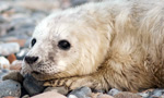 During the shortest days of the year, hundreds of gray seals clamber onto Seal Island for an extraordinary mass breeding event. At this second largest of just four U.S. colonies, the seals come ashore for just a few weeks to give birth and feed their pups. The 300 pound females have one pup per year, with the peak of births in mid January.  At birth, the compelling pups are dressed in a suit of thick, white fur (lanugo) which they begin molting at about three weeks of age.  

Seal Island National Wildlife Refuge is a 65 acre sanctuary managed in collaboration with the Audubon Seabird Restoration Program (Project Puffin), which operates a summer field station here. The program has successfully restored Maine’s largest colonies of Atlantic Puffins and Common and Arctic Terns. From May through August, the seabirds can be viewed on live cameras operated by explore.org.  

For over 200 years Seal Island was also a summer campsite for fishermen harvesting herring, cod, lobster. Excessive seabird hunting for food and feathers led to the loss of the puffin colony here.  From the 1940s to 1960s the Navy used the island as a bombing target. The U.S. Fish and Wildlife Service acquired the island in 1972. The island is closed to public landing because of the unexploded ordnance and unique wildlife.  Today, seals face new threats including entanglement in fishing gear, chemical and plastic pollution and illegal hunting. They are protected by the Marine Mammal Protection Act of 1972. 