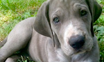 Best Viewing Hours5:00pm - 8:00am & 12:00pm - 1:00pm ET

Learn More & Get Involved
· Service Dog Project
Meet the Great Dane puppies being raised at the Service Dog Project. Located in Ipswich, Massachusetts, the Service Dog Project rests on a 12-acre property with heated kennels, fields, and a large arena. These areas provide the necessary space to raise the dogs from birth to graduation, and even back for retirement if needed.
Service Dog Project puppies will eventually be placed with children and war veterans with Multiple Sclerosis, Friedreich’s ataxia, and other mobility issues. Each dog receives extensive training for balance, and once a dog is paired with an applicant, the dog is uniquely trained to suit the recipient’s needs.