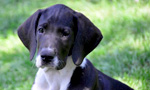 Best Viewing Hours6:00am - 7:30pm ET

Learn More & Get Involved
· Service Dog Project
Meet the Great Dane puppies being raised at the Service Dog Project. Located in Ipswich, Massachusetts, the Service Dog Project rests on a 12-acre property with heated kennels, fields, and a large arena. These areas provide the necessary space to raise the dogs from birth to graduation, and even back for retirement if needed.
Service Dog Project puppies will eventually be placed with children and war veterans with Multiple Sclerosis, Friedreich’s ataxia, and other mobility issues. Each dog receives extensive training for balance, and once a dog is paired with an applicant, the dog is uniquely trained to suit the recipient’s needs.