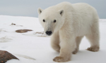 Best Viewing Hours7:30am - 4:30pm CT

Learn More & Get Involved
· Wapusk National Park of Canada (English)
· Parc national du Canada Wapusk (French)
· Polar Bears International
· See Polar Bears in the Wild

This camera is located at Cape Churchill, within Wapusk National Park
(NP) in northern Manitoba.

In Wapusk NP,  Parks Canada protects one of the world's largest concentrations of polar bear maternity dens (where female bears give birth).

Polar bears congregate in October and November at Cape Churchill, along the Hudson Bay coast, waiting for the sea ice to form. The bears depend
on the sea ice as a platform from which to hunt ringed seals, their main food source.