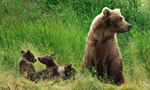 Learn More & Get Involved
· Katmai National Park and Preserve
The Lower River Cam, located in Katmai National Park and Brooks Camp, Alaska, is where the Brooks River meets Naknek Lake. It is a favorite place of mothers and their young cubs, females and young adults until September when as many as 100 bears descend on the area to feast over a two month period.