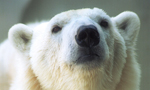 Best Viewing Hours11:00am - 6:00pm CST
Learn More & Get Involved
· My Planet, My Part
· Educational Materials 
· Adopt a Polar Bear 
· How to Help
Two new cubs romp and play in their tundra exhibit at the Ouwehand Zoo in Rhenen, Netherlands, watched by their attentive mother Freedom. These adorable twins were born in November and will get names once their gender is confirmed. The little ambassadors for their species help inspire people to reduce their carbon footprint. Freedom's mother, Huggie, is also featured at the exhibit.

The Ouwehand Zoo is part of the Polar Bears International (PBI) network of Arctic Ambassador Centers, which provide leadership for greenhouse gas reductions in their communities.