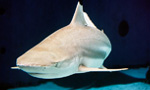 Related Links
Aquarium of the Pacific
· Exhibit Overview

Learn more about the ocean’s most mysterious and misunderstood predators. Shark Lagoon features sandbar, sand tiger, zebra, nurse, and blacktip reef sharks, as well as a freshwater sawfish and reticulated whiptail rays. The large sharks in Shark Lagoon are fed at 2:00pm PT daily!