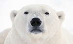 Best Viewing Hours9:30am - 4:00pm CT
Learn More & Get Involved

· Polar Bears International
· Save Our Sea Ice 
· Adopt a Polar Bear 
· See Polar Bears in the Wild

Join us on a virtual trip on a Tundra Buggy to see the polar bear migration near Churchill, Manitoba with Polar Bears International and Frontiers North Adventures.

Every Fall, Churchill’s polar bears gather along the shores of Hudson Bay to wait for the ice to form so they can return to their seal-hunting grounds. During that time, they’re in a state known as walking hibernation. But freeze-ups are coming later each year—and melt-offs sooner—straining the limits of their fat reserves. That’s why this population is considered the most endangered. It’s up to us to take action to help them.
