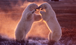 Best Viewing Hours7:30am - 4:30pm CT
Learn More & Get Involved

· Polar Bears International
· Save Our Sea Ice 
· Adopt a Polar Bear 
· See Polar Bears in the Wild

Join us on a virtual trip on a Tundra Buggy to see the polar bear migration near Churchill, Manitoba with Polar Bears International and Frontiers North Adventures.

Every Fall, Churchill’s polar bears gather along the shores of Hudson Bay to wait for the ice to form so they can return to their seal-hunting grounds. During that time, they’re in a state known as walking hibernation. But freeze-ups are coming later each year—and melt-offs sooner—straining the limits of their fat reserves. That’s why this population is considered the most endangered. It’s up to us to take action to help them.