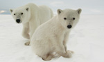 Best Viewing HoursSee Schedule
Learn More & Get Involved
· Tundra Connections
· Tundra Connections Schedule  
· Educational Materials  
· My Planet, My Part
Every Fall, Polar Bears International conducts LIVE, free broadcasts from the tundra during the annual polar bear migration in Churchill. You're invited to join our exclusive webcasts to meet and talk with world-renowned scientists and educators—as arctic winds shake the buggies and polar bears prowl outside.