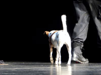 La Strada 2015 Tranters Hund
